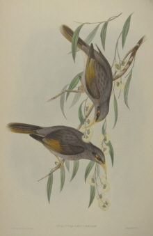 John Gould Birds of Australia